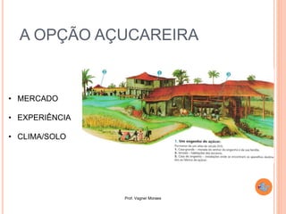 Prof. Vagner Moraes
A OPÇÃO AÇUCAREIRA
• MERCADO
• EXPERIÊNCIA
• CLIMA/SOLO
 