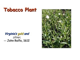 Tobacco Plant Virginia’s  gold  and  silver . -- John Rolfe, 1612 