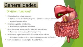 Seminario de Colon y recto Anatomía quirúrgica | PPTX