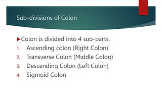 Colon Rectum Anus.pptx