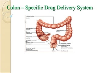 Colon – Specific Drug Delivery System
 