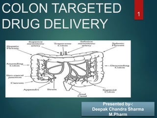 COLON TARGETED
DRUG DELIVERY
1
Presented by-:
Deepak Chandra Sharma
M.Pharm
 