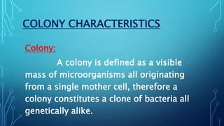 Define Colonies Colony characteristics of bacteria | PPTX