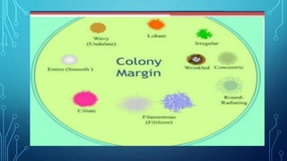 Colony characteristics of bacteria | PPTX