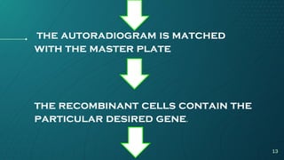the autoradiogram is matched
with the master plate
the recombinant cells contain the
particular desired gene.
13
 
