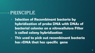 principle
▫ Selection of Recombinant bacteria by
hybridization of probe DNA with DNAs of
bacterial colonies on a nitrocellulose Filter
is called colony hybridization
▫ This used to pick out recombinant bacteria
has rDNA that has specific gene
5
 