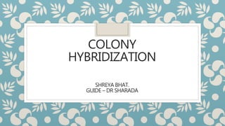 COLONY
HYBRIDIZATION
SHREYA BHAT.
GUIDE – DR SHARADA
 