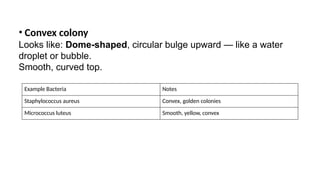 COLONY MORPHOLOGY AND ARRANGEMENT OF BACTERIAL CELLS.pptx