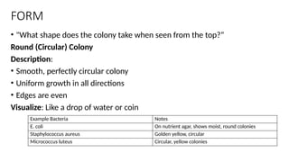 COLONY MORPHOLOGY AND ARRANGEMENT OF BACTERIAL CELLS.pptx
