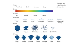 COLONY MORPHOLOGY AND ARRANGEMENT OF BACTERIAL CELLS.pptx