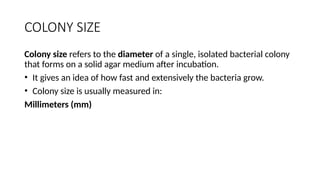 COLONY MORPHOLOGY AND ARRANGEMENT OF BACTERIAL CELLS.pptx