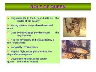 ROLE OF QUEEN
 Regulates life in the hive and acts as the
leader of the colony
 Young queens are preferred over old
ones
 Lays 700-1000 eggs per day as per the
requirement
 It is fed royal jelly and is guarded by a
few worker bee
 Longevity : Three years
 Nuptial flight takes place within 5-9
days after emergence
 Development takes place within
queen cell within 16days
 