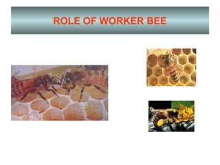 ROLE OF WORKER BEE
 