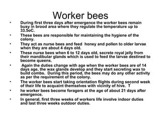 Worker bees
• During first three days after emergence the worker bees remain
busy in brood area where they regulate the temperature up to
33.5oC.
• These bees are responsible for maintaining the hygiene of the
colony.
• They act as nurse bees and feed honey and pollen to older larvae
when they are about 4 days old.
• These nurse bees when 6 to 12 days old, secrete royal jelly from
their mandibular glands which is used to feed the larvae destined to
become queens.
• Again the duties change with age when the worker bees are of 14
days age, the wax glands develop and they start secreting wax to
build combs. During this period, the bees may do any other activity
as per the requirement of the colony.
• The worker bees start taking orientation flights during second week
of their life to acquaint themselves with vicinity of hive. T
• he worker bees become foragers at the age of about 21 days after
emergence.
• In general, first three weeks of workers life involve indoor duties
and last three weeks outdoor duties.
 