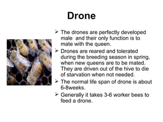 Drone
 The drones are perfectly developed
male and their only function is to
mate with the queen.
 Drones are reared and tolerated
during the breeding season in spring,
when new queens are to be mated.
They are driven out of the hive to die
of starvation when not needed.
 The normal life span of drone is about
6-8weeks.
 Generally it takes 3-6 worker bees to
feed a drone.
 