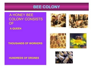 BEE COLONY
A HONEY BEE
COLONY CONSISTS
OF
A QUEEN
THOUSANDS OF WORKERS
HUNDREDS OF DRONES
 