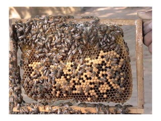 Colony organization in honey bee