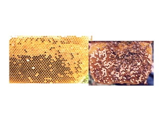 Colony organization in honey bee