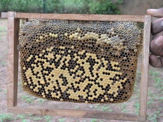 Colony organization in honey bee