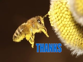 Colony organization in honey bee