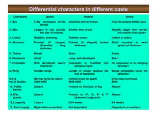 Differential characters in different caste
Characters Queen Worker Drone
1. Sex Fully developed fertile
female
Imperfect sterile female Fully developed fertile male
2. Size Largest in size (double
the size of worker)
Smaller than drone Slightly bigger than worker
but smaller than queen
3. Colour Reddish, shinning, Reddish colour Darker in colour
4. Abdomen Pointed (V shaped)
distended long
abdomen
Pointed (V shaped) barbed
abdomen
Black rounded or semi
spherical abdomen
5. Thorax Broad Short Broad
6. Proboscis Short Long, well developed Short
7. Ovipositor Well developed sword
ovipositor
Ovipositor is modified into
stinging organ
No ovipositor or no stinging
structure
8. Wing Shorter wings Length of wings touches the
end of abdomen
Wings completely cover the
abdomen
9.Eye
No.of facetes
Normal (eyes far apart)
3000-4000
Normal (eyes far apart)
4000-5000
Eyes meet overhead
8000
10. Pollen
basket
Absent Present on third pair of leg Absent
11.Wax
glands
Absent Present on 4th
, 5th
, 6th
& 7th
abdominal segments
Absent
12.Longevity 3 years 6-24 weeks 6-8 weeks
13. Food supply Dependent on workers Not dependent Dependent on workers
 
