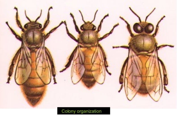 Colony organization in honey  bee 