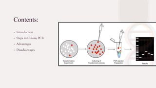 Colonies Pcr Colony PCR | PPTX