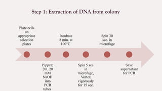 Colonies Pcr Colony PCR | PPTX