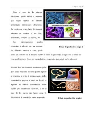 P á g i n a | 11
Para el caso de las diarreas
bacterianas, puede afectar a personas
que hayan ingerido un alimento
contaminado (intoxicación alimentaria).
Es común que ocurra luego de consumir
alimentos en comidas al aire libre,
restaurantes, cafeterías de escuelas, etc.
Los microorganismos pueden
contaminar al alimento que uno consume
de diferentes maneras: la carne puede
entrar en contacto con la bacteria cuando el animal es procesado; el agua que se utiliza de
riego puede contener heces; por manipulación o preparación inapropiada de los alimentos.
Por otro lado, en el caso de las diarreas agudas
por causa parasitaria las larvas pueden ingresar
al organismo a través de comida, agua o dedos
contaminados; penetrar a través de la piel; o
ingestión de animales contaminados. Puede
ocurrir una autoinfección fecal-oral, o en el
caso de los huevos más ligeros como E.
Vermicularis la transmisión puede ser por aire. Dibujo de producción propia 3
Dibujo de producción propia 2
 