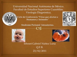 Ciclo de Conferencia “Virus que afectan a
         Humanos y Animales”

    Síndrome Perinatal Intrauterino.




      Isboset Gabriel Núñez Luna
                Q.F.B.
              23/XI/2011
 