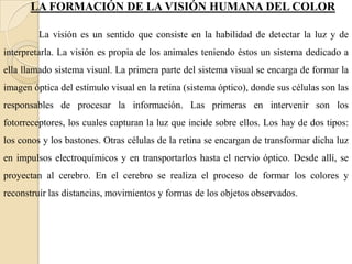 LA FORMACIÓN DE LA VISIÓN HUMANA DEL COLORLa visión es un sentido que consiste en la habilidad de detectar la luz y de interpretarla. La visión es propia de los animales teniendo éstos un sistema dedicado a ella llamado sistema visual. La primera parte del sistema visual se encarga de formar la imagen óptica del estímulo visual en la retina (sistema óptico), donde sus células son las responsables de procesar la información. Las primeras en intervenir son los fotorreceptores, los cuales capturan la luz que incide sobre ellos. Los hay de dos tipos: los conos y los bastones. Otras células de la retina se encargan de transformar dicha luz en impulsos electroquímicos y en transportarlos hasta el nervio óptico. Desde allí, se proyectan al cerebro. En el cerebro se realiza el proceso de formar los colores y reconstruir las distancias, movimientos y formas de los objetos observados.