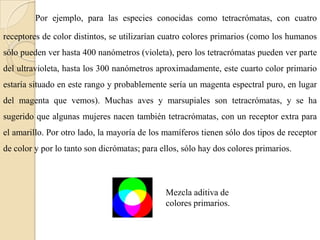 Por ejemplo, para las especies conocidas como tetracrómatas, con cuatro receptores de color distintos, se utilizarían cuatro colores primarios (como los humanos sólo pueden ver hasta 400 nanómetros (violeta), pero los tetracrómatas pueden ver parte del ultravioleta, hasta los 300 nanómetros aproximadamente, este cuarto color primario estaría situado en este rango y probablemente sería un magenta espectral puro, en lugar del magenta que vemos). Muchas aves y marsupiales son tetracrómatas, y se ha sugerido que algunas mujeres nacen también tetracrómatas, con un receptor extra para el amarillo. Por otro lado, la mayoría de los mamíferos tienen sólo dos tipos de receptor de color y por lo tanto son dicrómatas; para ellos, sólo hay dos colores primarios.Mezcla aditiva de colores primarios.