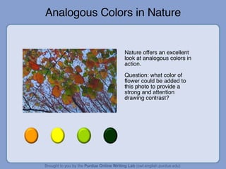 Analogous Colors in Nature Nature offers an excellent look at analogous colors in action. Question: what color of flower could be added to this photo to provide a strong and attention drawing contrast?  