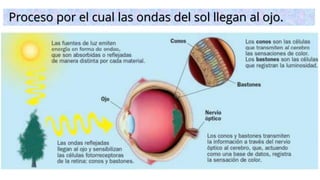 Proceso por el cual las ondas del sol llegan al ojo.
 