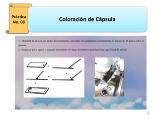 10
Práctica
No. 08
Coloración de Cápsula
 