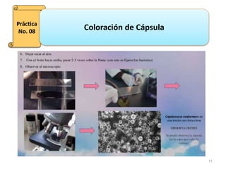 11
Práctica
No. 08
Coloración de Cápsula
 