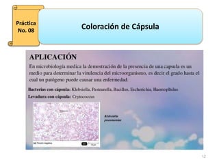 12
Práctica
No. 08
Coloración de Cápsula
 