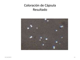 01/10/2023 13
Coloración de Cápsula
Resultado
 