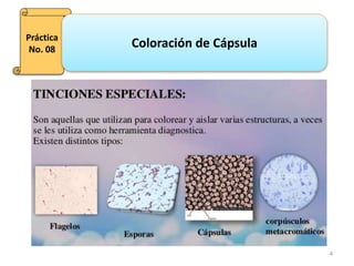 4
Práctica
No. 08
Coloración de Cápsula
 