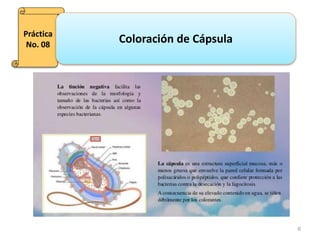 6
Práctica
No. 08
Coloración de Cápsula
 