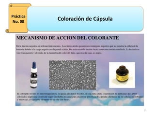 7
Práctica
No. 08
Coloración de Cápsula
 