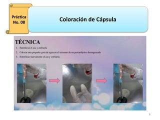 9
Práctica
No. 08
Coloración de Cápsula
 
