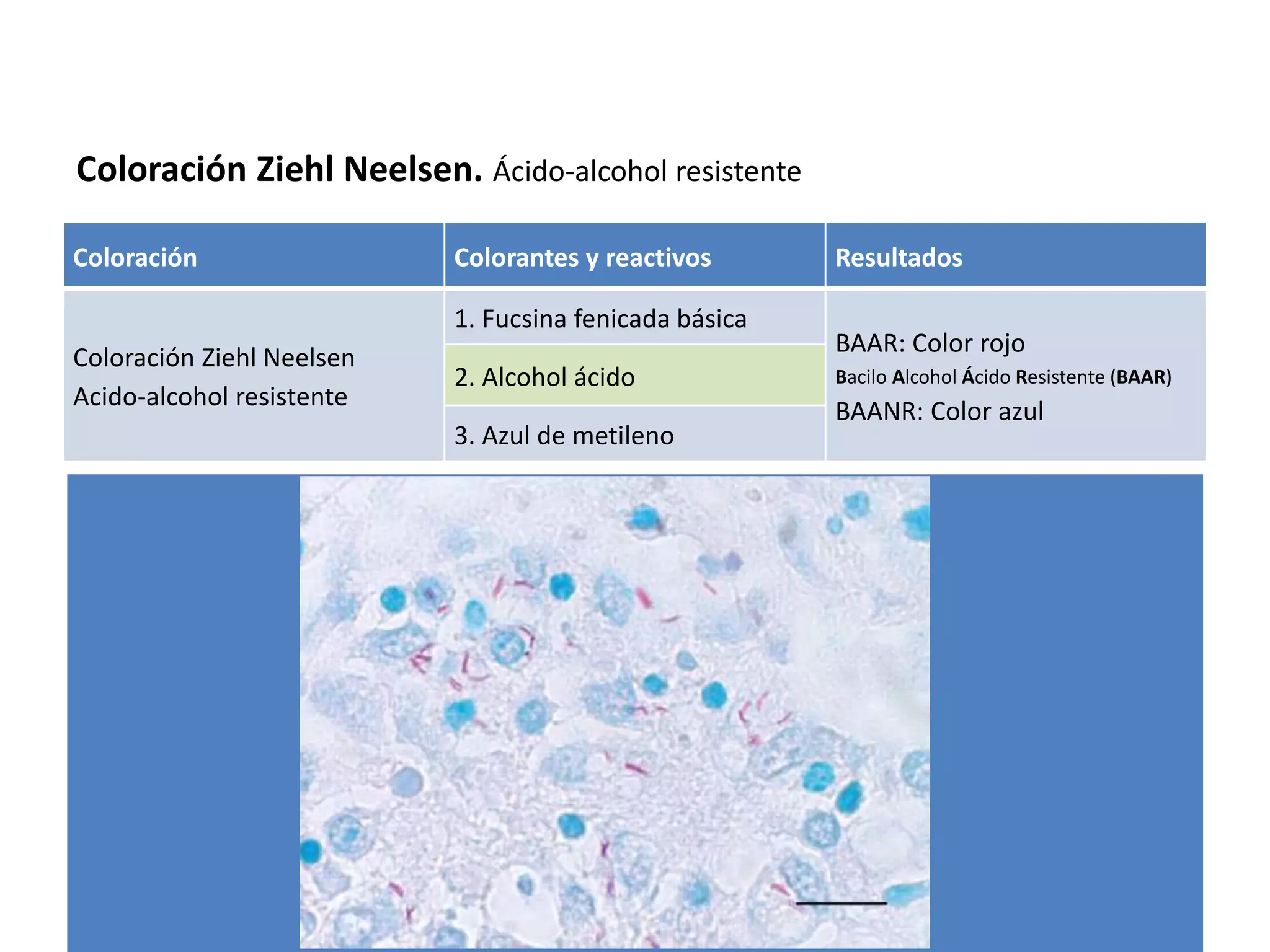 coloraci-n-de-ziehl-neelsen-ppt
