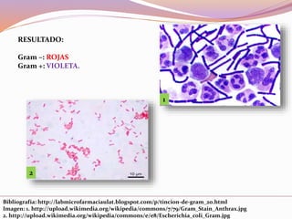 RESULTADO:
Gram –: ROJAS
Gram +: VIOLETA.
Bibliografía: http://labmicrofarmaciaulat.blogspot.com/p/tincion-de-gram_20.html
Imagen: 1. http://upload.wikimedia.org/wikipedia/commons/7/79/Gram_Stain_Anthrax.jpg
2. http://upload.wikimedia.org/wikipedia/commons/e/e8/Escherichia_coli_Gram.jpg
2
1
 
