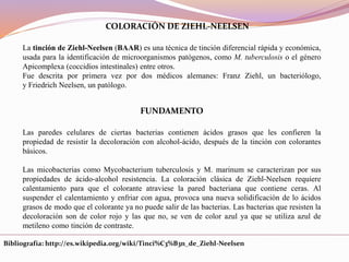 COLORACIÓN DE ZIEHL-NEELSEN
La tinción de Ziehl-Neelsen (BAAR) es una técnica de tinción diferencial rápida y económica,
usada para la identificación de microorganismos patógenos, como M. tuberculosis o el género
Apicomplexa (coccidios intestinales) entre otros.
Fue descrita por primera vez por dos médicos alemanes: Franz Ziehl, un bacteriólogo,
y Friedrich Neelsen, un patólogo.
FUNDAMENTO
Las paredes celulares de ciertas bacterias contienen ácidos grasos que les confieren la
propiedad de resistir la decoloración con alcohol-ácido, después de la tinción con colorantes
básicos.
Las micobacterias como Mycobacterium tuberculosis y M. marinum se caracterizan por sus
propiedades de ácido-alcohol resistencia. La coloración clásica de Ziehl-Neelsen requiere
calentamiento para que el colorante atraviese la pared bacteriana que contiene ceras. Al
suspender el calentamiento y enfriar con agua, provoca una nueva solidificación de lo ácidos
grasos de modo que el colorante ya no puede salir de las bacterias. Las bacterias que resisten la
decoloración son de color rojo y las que no, se ven de color azul ya que se utiliza azul de
metileno como tinción de contraste.
Bibliografía: http://es.wikipedia.org/wiki/Tinci%C3%B3n_de_Ziehl-Neelsen
 