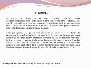 FUNDAMENTO
La tinción de Giemsa es un método habitual para el examen
de frotis sanguíneos,cortes histológicos y otro tipo de muestras biológicas. Este
método tiene utilidad sobre todo para poner de manifiesto las rickettsias localizadas
dentro de las células huéspedes. La coloración de giemsa se emplea también para
teñir frotis de sangre en el examen para protozoos
Estos poliorganismos adquieren una coloración diferencial y se ven dentro del
citoplasma de la célula huésped. La técnica de Giemsa está formada por varios
colorantes: los tintes neutros utilizados combinan el azul de metileno como tinte
básico y la eosina como tinte ácido, lo que da una amplia gama de colores. El azul de
metileno es un colorante metacromático, de ahí que muchas estructuras se tiñan de
púrpura y no de azul. El pH de la solución de coloración es crítico y se debe ajustar
idealmente según diversos fijadores. La gama del pH debe estar entre 6.4 y 6.9.
Bibliografía: http://es.wikipedia.org/wiki/Tinci%C3%B3n_de_Giemsa
 