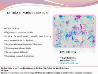 EN "FRÍO" (TINCIÓN DE KINYOUN)
Hacer un frotis.
Dejarlo en el puente de tinción.
Aplicar fucsina-fenicada (solución con fenol y
mayor concentración de fucsina).
Dejar en vasos coplin durante 20 minutos.
Decolorar con alcohol ácido.
Lavar con agua del grifo.
Contrastar con azul de metileno
RESULTADOS
BAAR: ROJO.
Núcleos: AZUL
SEMIAMARILLO.
Bibliografía: http://es.wikipedia.org/wiki/Tinci%C3%B3n_de_Ziehl-Neelsen
Imagen:
http://www.biopack.com.ar/Catalogo_OnLine_FichaTecnica.asp?Cat_codProductoGeneral=2000151500
 
