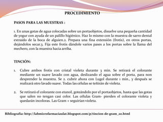 PROCEDIMIENTO
PASOS PARA LAS MUESTRAS :
1. En unas gotas de agua colocadas sobre un portaobjetos, disuelve una pequeña cantidad
de yogur con ayuda de un palillo higiénico. Haz lo mismo con la muestra de sarro dental
extraído de la boca de alguien.2. Prepara una fina extensión (frotis), en otros portas,
dejándolos secar.3. Fija este frotis dándole varios pases a los portas sobre la llama del
mechero, con la muestra hacia arriba.
TINCIÓN:
1. Cubre ambos frotis con cristal violeta durante 3 min. Se retirará el colorante
mediante un suave lavado con agua, deslizando el agua sobre el porta, para non
desprender la muestra. Se 2. cubrir ahora con Lugol durante 1 min., y después se
realizará otro lavado suave. Todas las células se teñirán de violeta.
2. Se retirará el colorante con etanol, goteándolo por el portaobjetos, hasta que las gotas
que salen no tengan casi color. Las células Gram- pierden el colorante violeta y
quedarán incoloras. Las Gram + seguirían violeta.
Bibliografía: http://labmicrofarmaciaulat.blogspot.com/p/tincion-de-gram_20.html
 