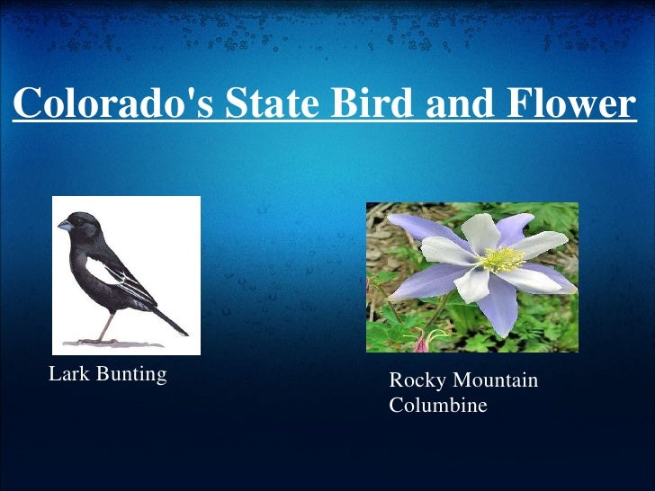 13 colorados state bird and flower