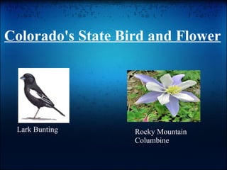 Colorado's State Bird and Flower Lark Bunting  Rocky Mountain Columbine  